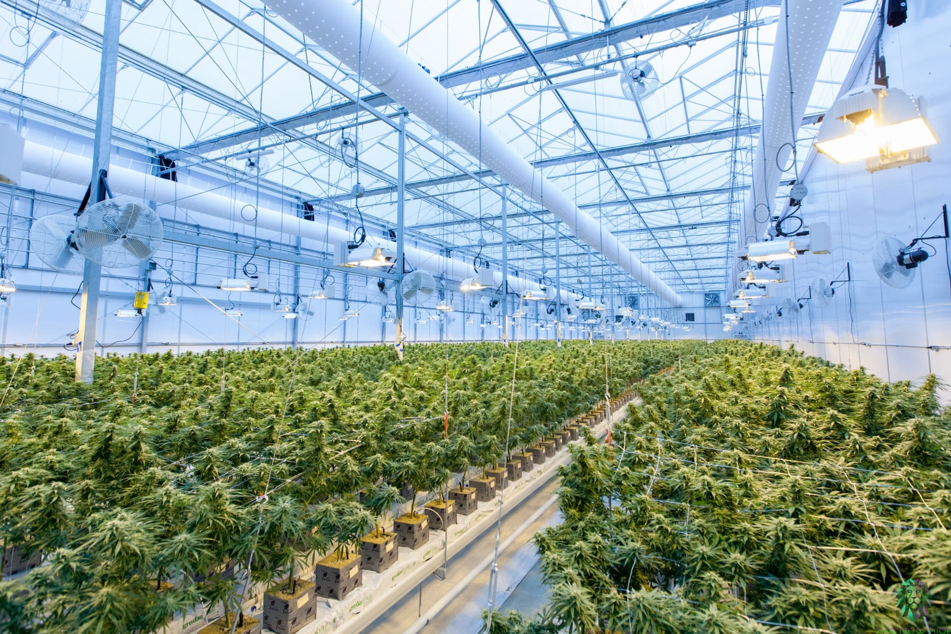 Instalación de cultivo interior automatizada de cannabis medicinal de Taima Growth en España