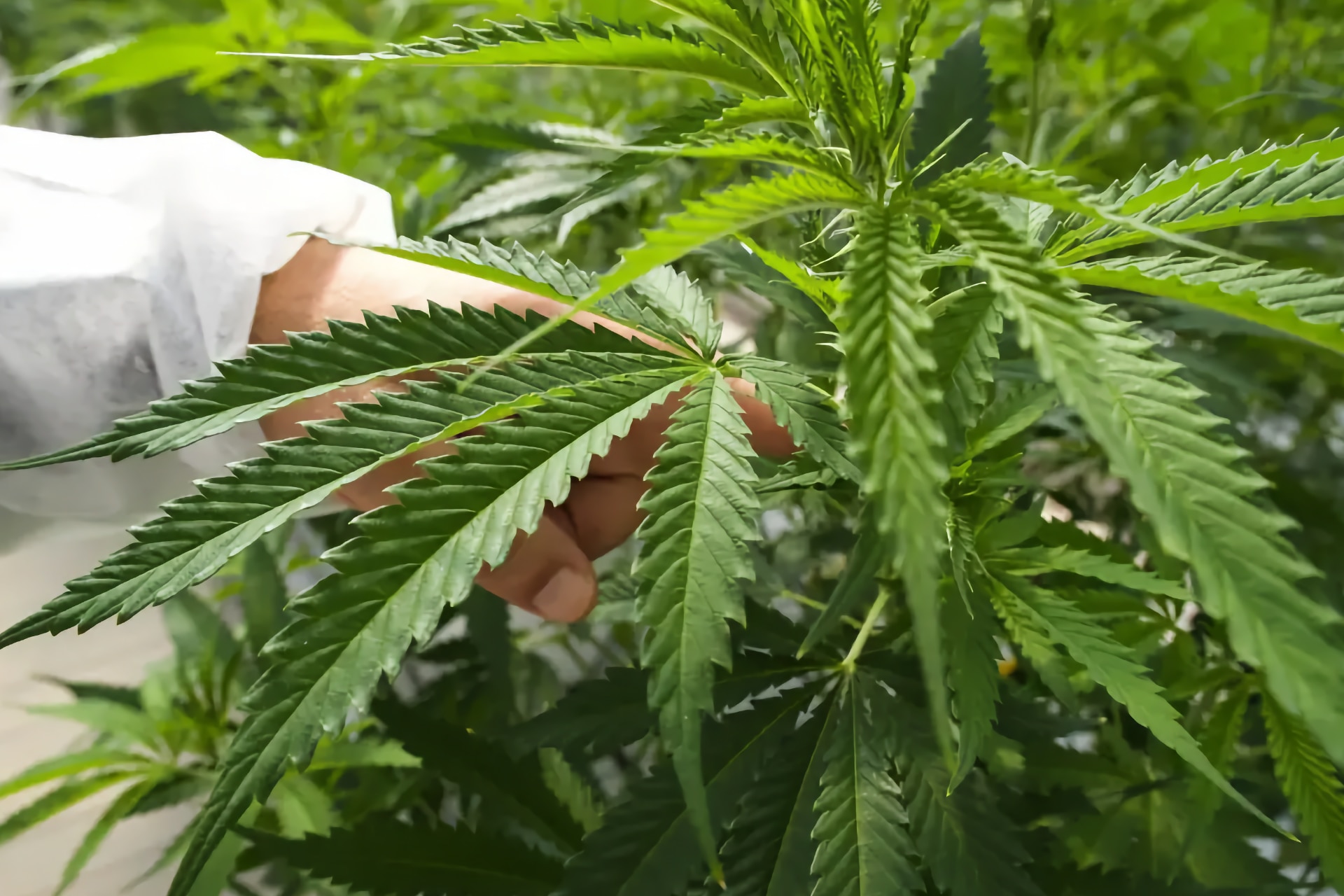 Un tecnico in camice da laboratorio ispeziona le piante di cannabis medicale nell'impianto Nivaria Tech a Tenerife