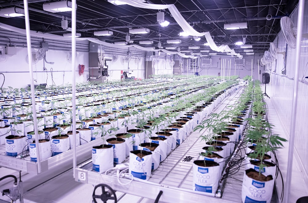 The interior of a high-tech, indoor cultivation facility with endless rows of young cannabis plants in individual 'Coco Flex' bags under a professional, purple-tinted lighting system