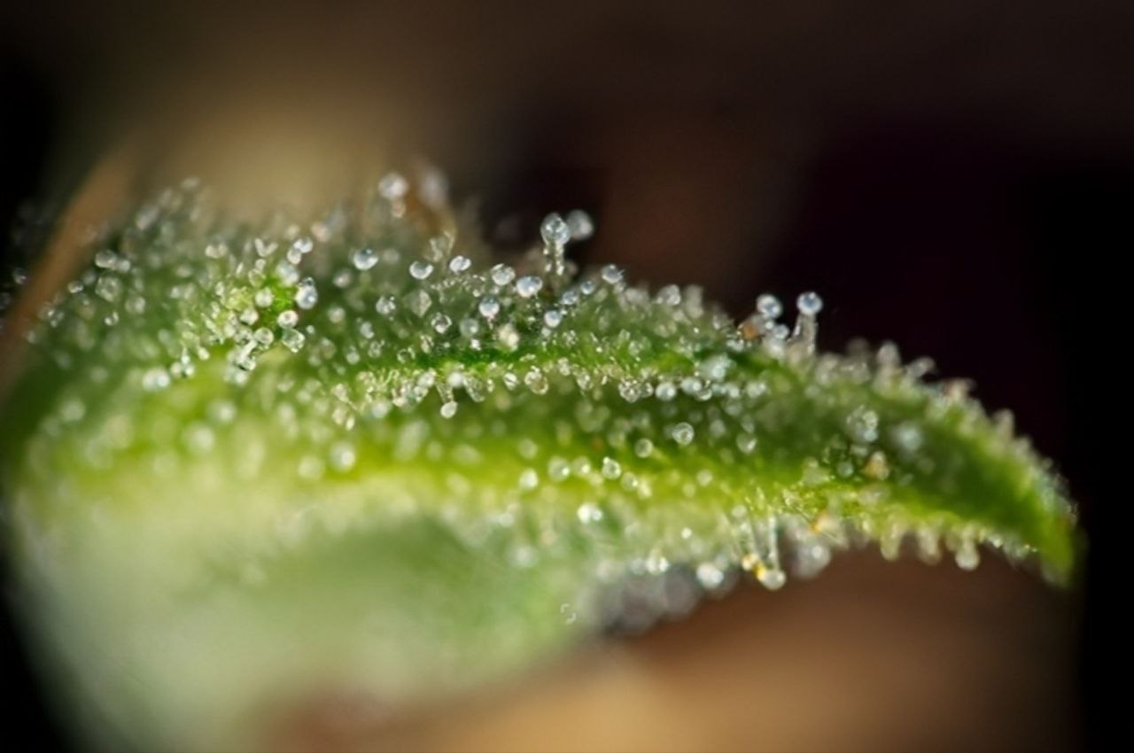 Terpenes and Flavor Profiles of Cannabis